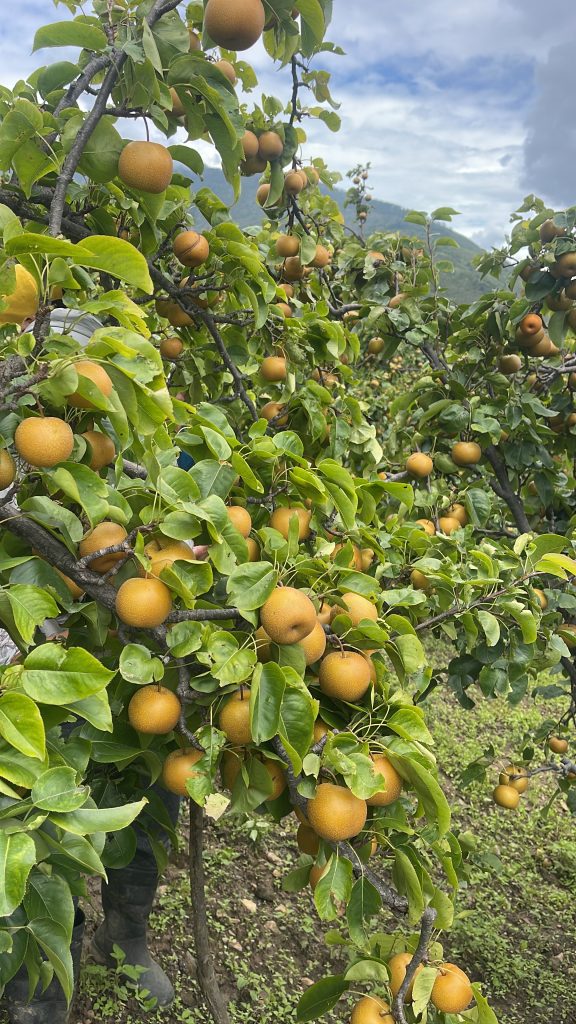 Ripe Japanese pears hanging on a tree in the orchard