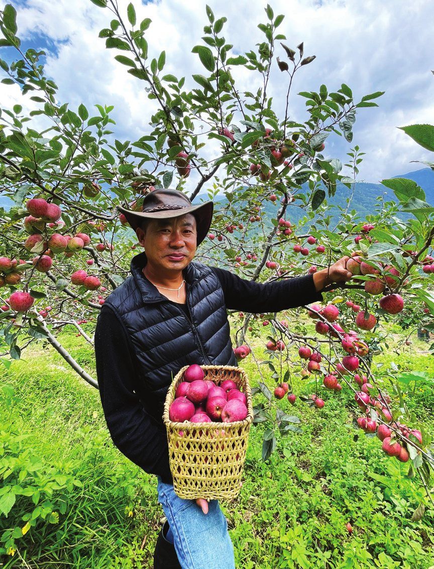 Dorji picking red apples with a bamboo basket in the orchard at The Happiness Farm, Paro