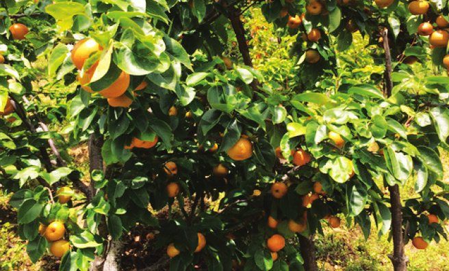 Orange trees heavy with fruit at The Happiness Farm, Punakha Valley