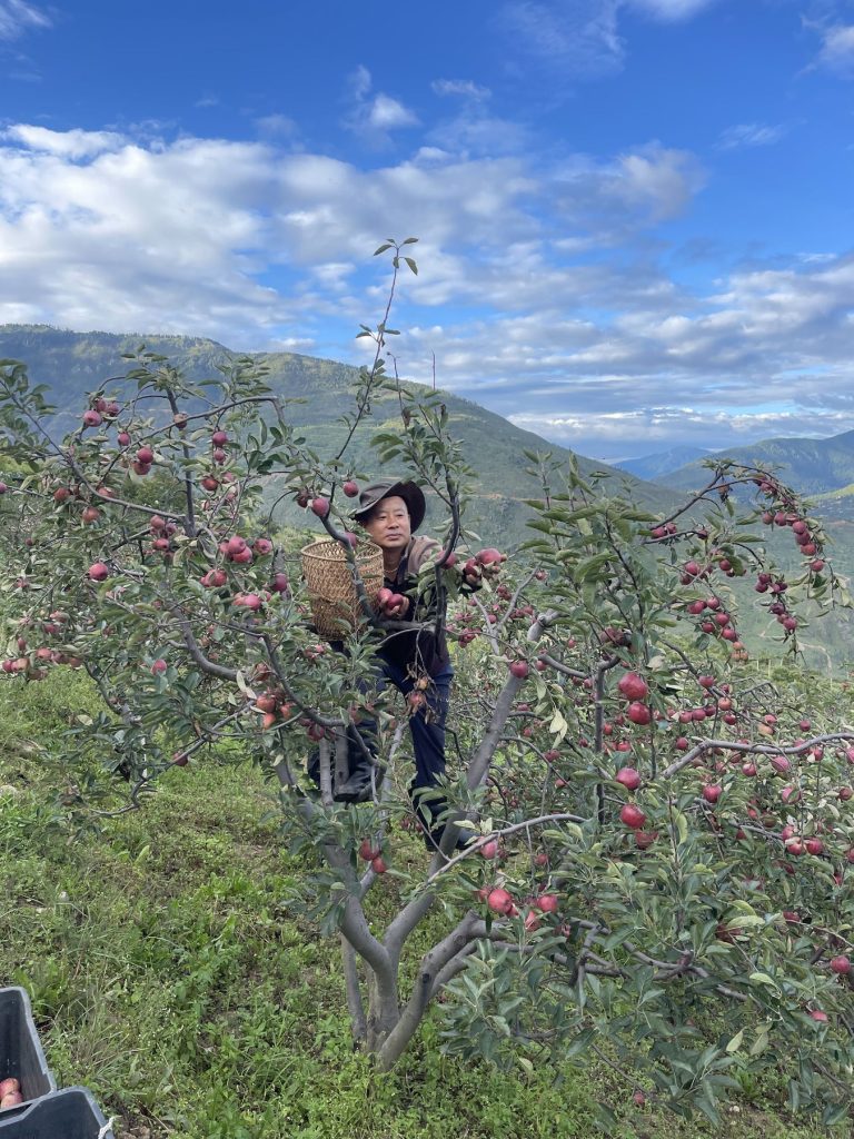 Picking apples in the orchard above the valley