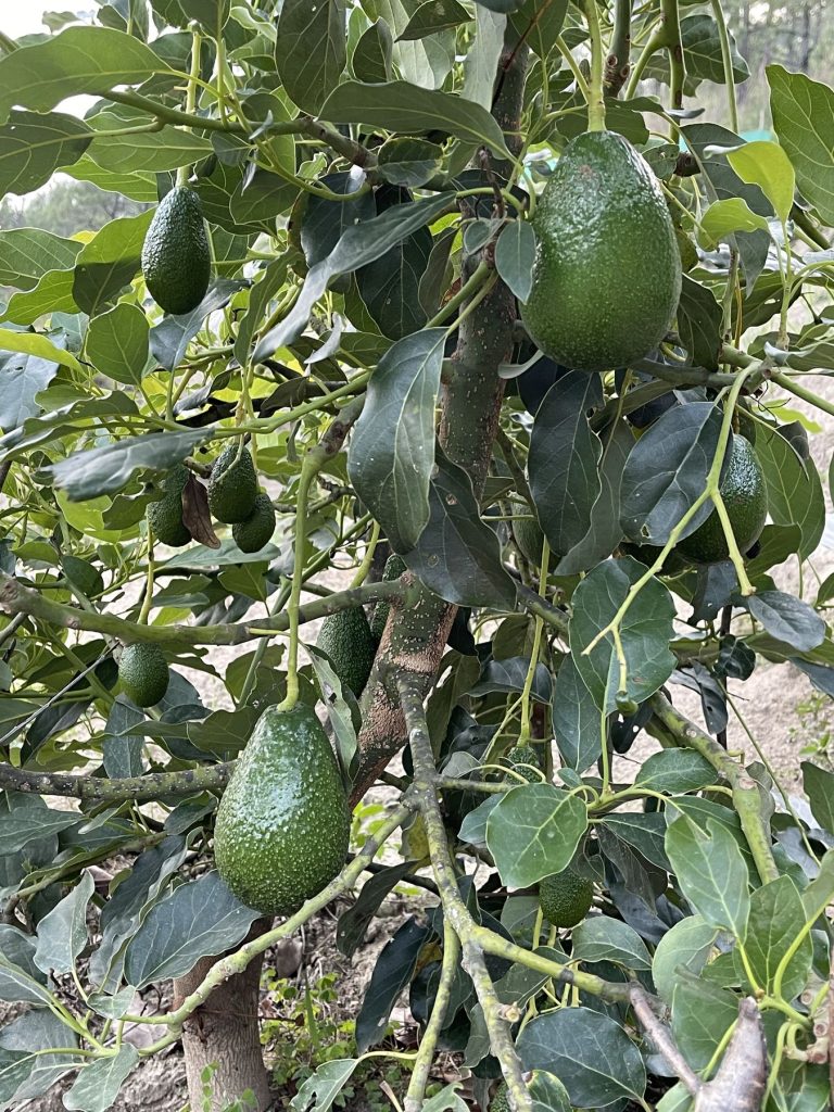 Avocados growing on a tree at The Happiness Farm
