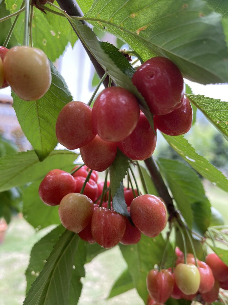 Red cherries on a tree at the farm