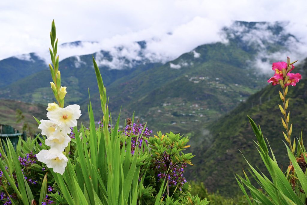 Gladioli flowers with the mountains of Paro behind
