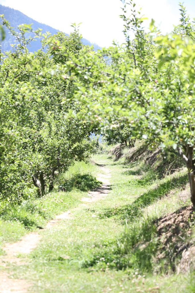 A grassy path between fruit trees in the orchard