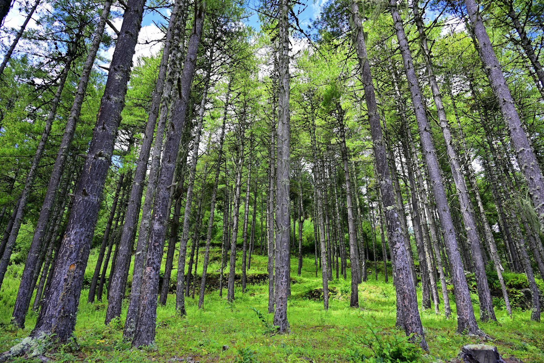 The young pine forest growing near the farm