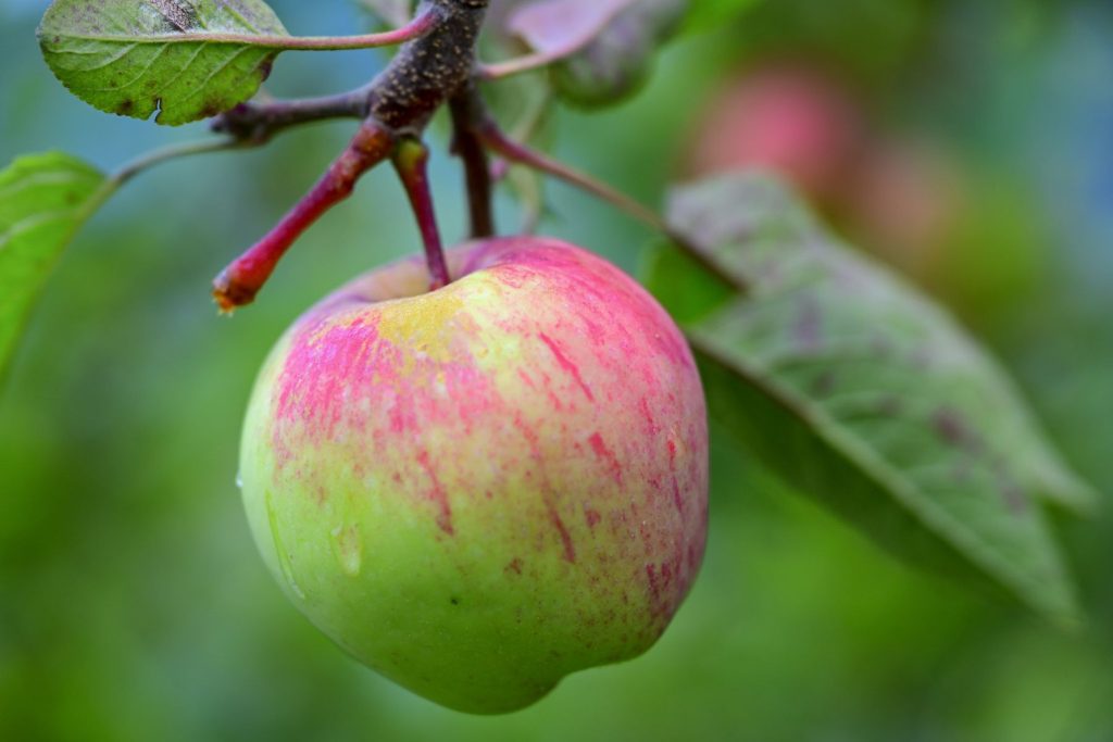 A ripening apple in The Happiness Farm orchard