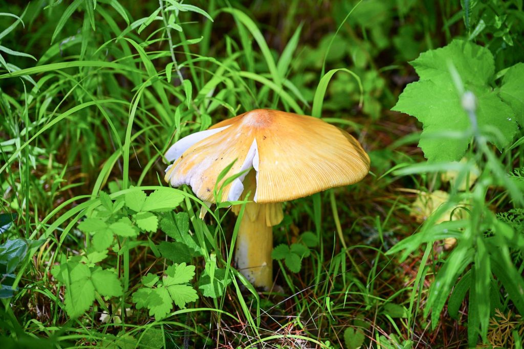 A wild mushroom growing in the grass