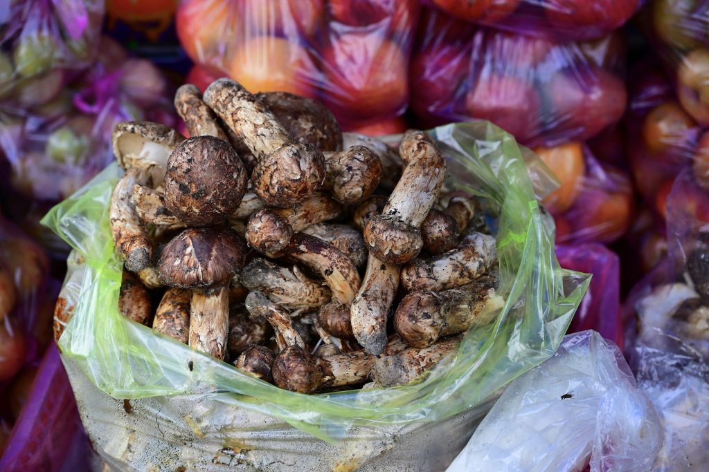 Wild mushrooms gathered in season near the farm