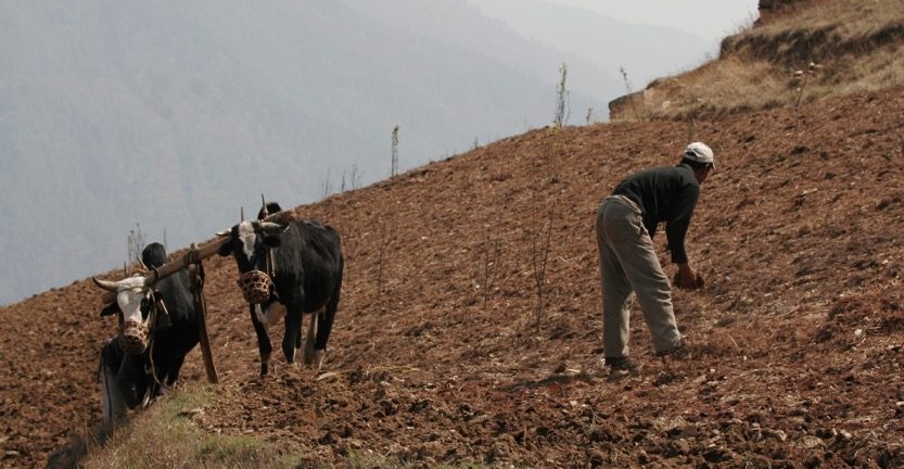 Ploughing the first fields with oxen