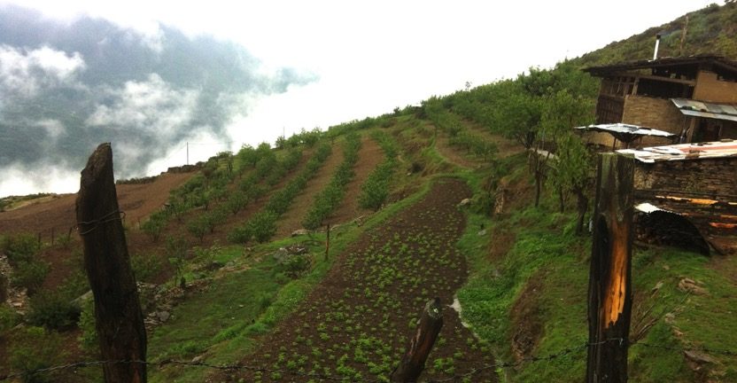 The terraced land in Paro where the farm began