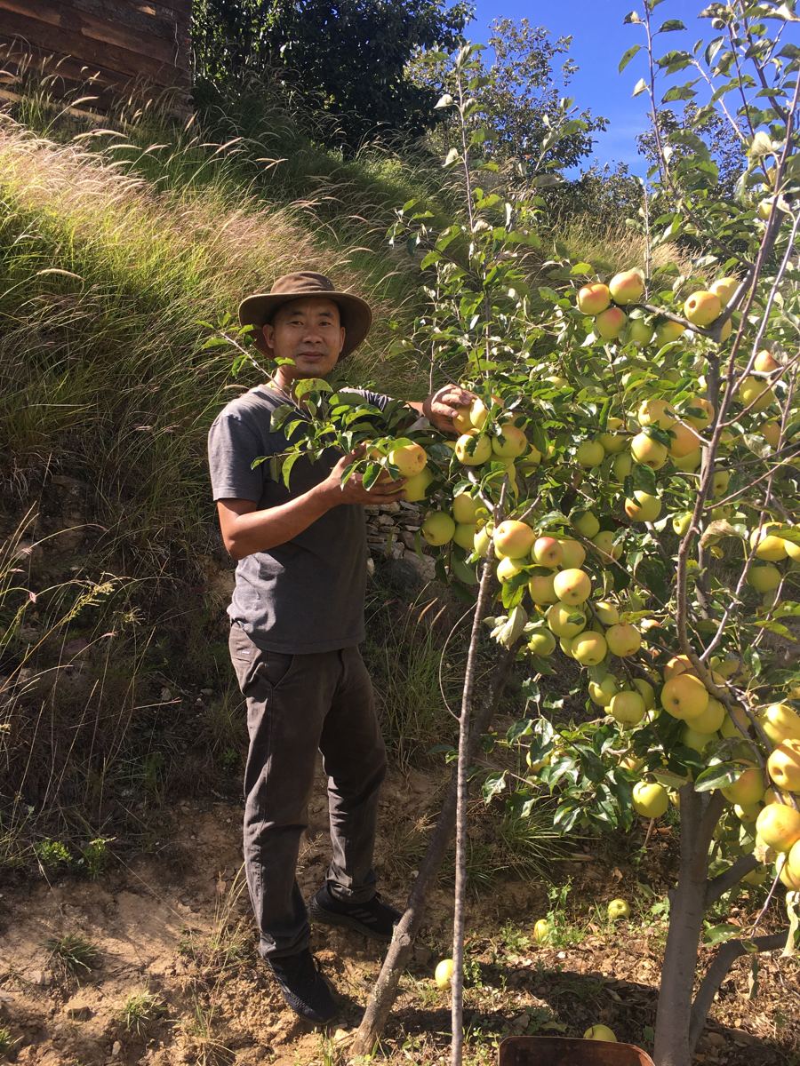Dorji, delighted with his golden pear harvest