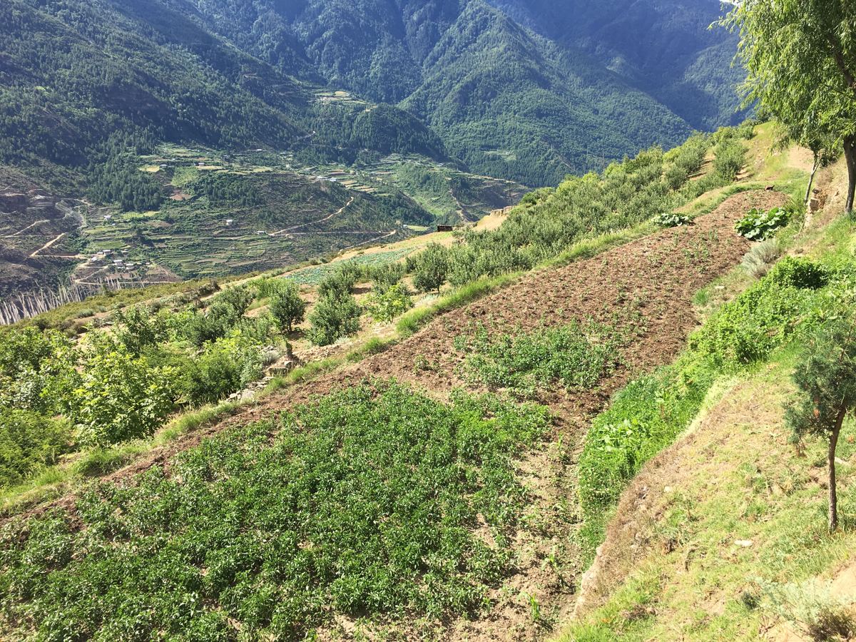 The terraced orchard on the Paro hillside