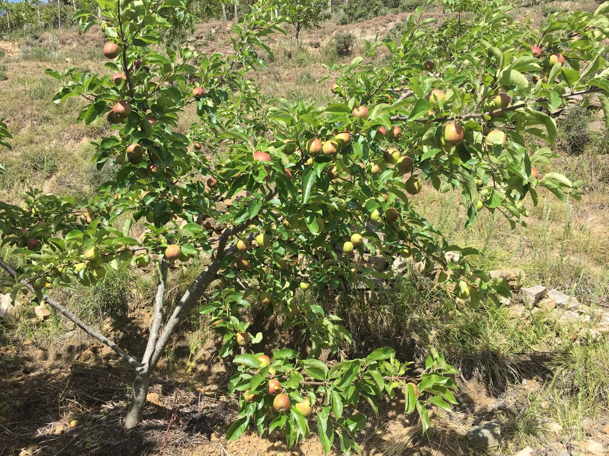 Young fruit trees settling in