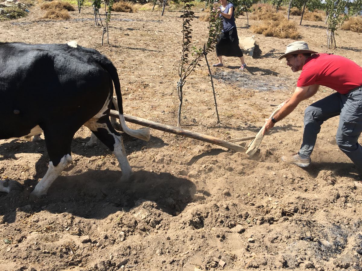 Ploughing between the trees with oxen