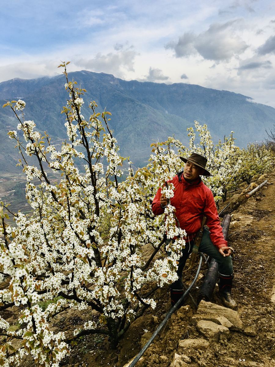 Pear blossom season
