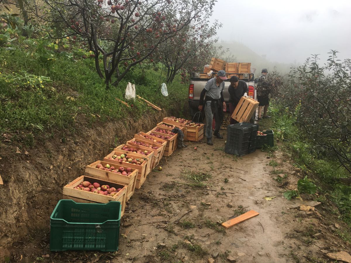 Crates of apples on their way to the capital, Thimphu