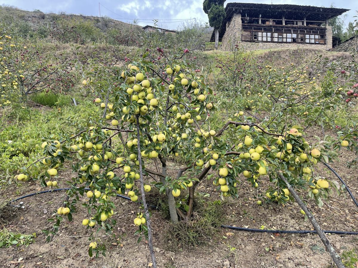 Fruit trees in full crop