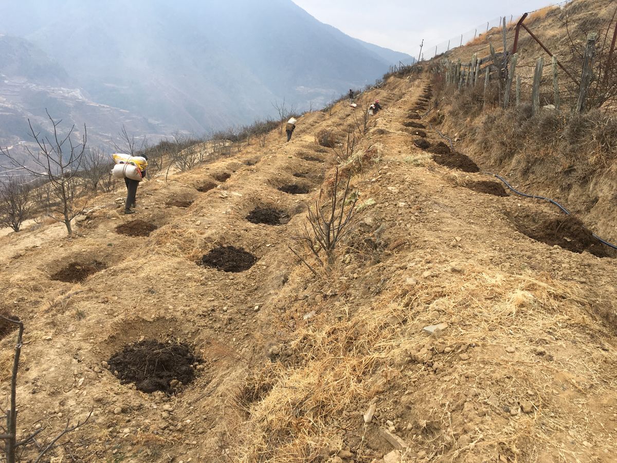 New pits ready for native trees